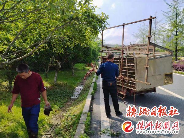 荷塘城管推进园林绿化整治 助力“百日攻坚”行动