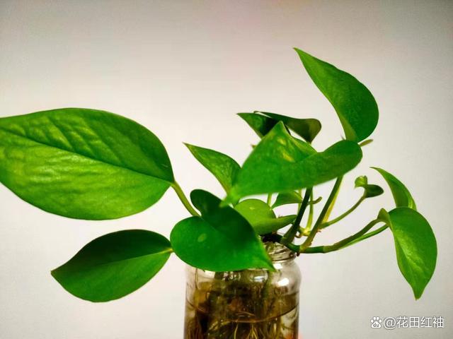 4种常见盆栽，脱土放在水里养，生长更旺盛，想养死都难