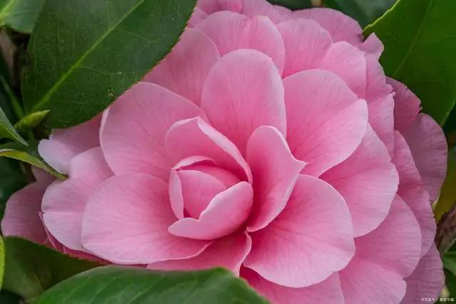 三月养茶花，记住“4不做”，叶片油亮长势好，老花匠的经验要听