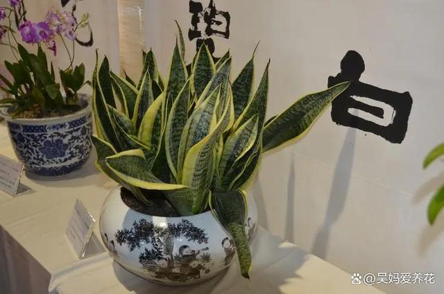 新手花友养花，首选这3种，皮实好养性价比高，值得拥有