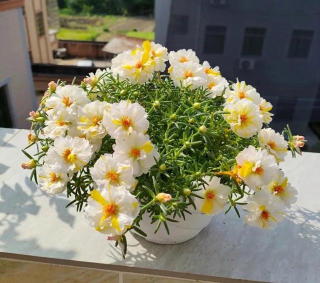7月前，赶紧“扦插”5种花，插在土里就能活，太省心了