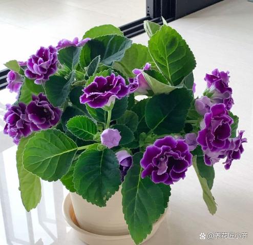 冬天6种“夺命水”，浇错1盆都不行，到时后悔都晚了