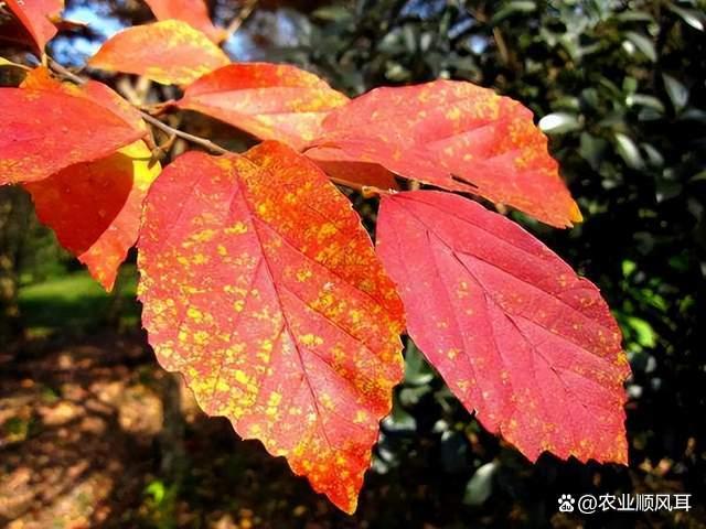 园林绿化工程上，有哪些树，一棵能卖5000元？