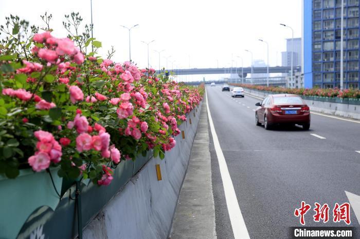 江杭州215万高架月季绽放 民众开启“走花路上班”模式