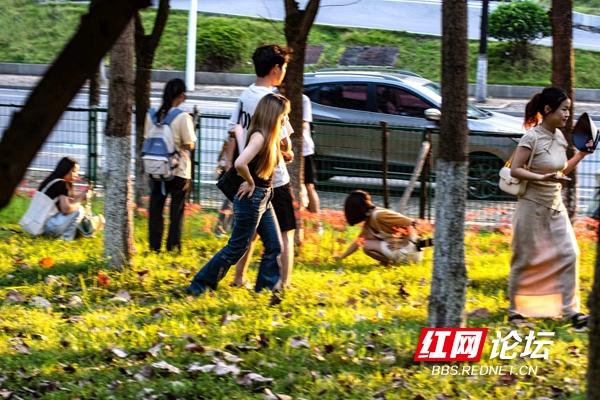 绿化带里还藏着多少惊喜？坐标长沙岳麓区：彼岸花盛放