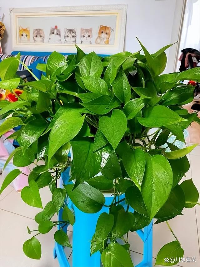 容易繁殖的6种花，摘片叶子插土里，生根快当年有花赏