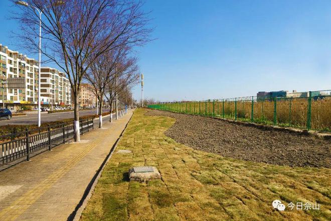 增绿提质！佘山这几条道路的绿化景观提升竣工在即