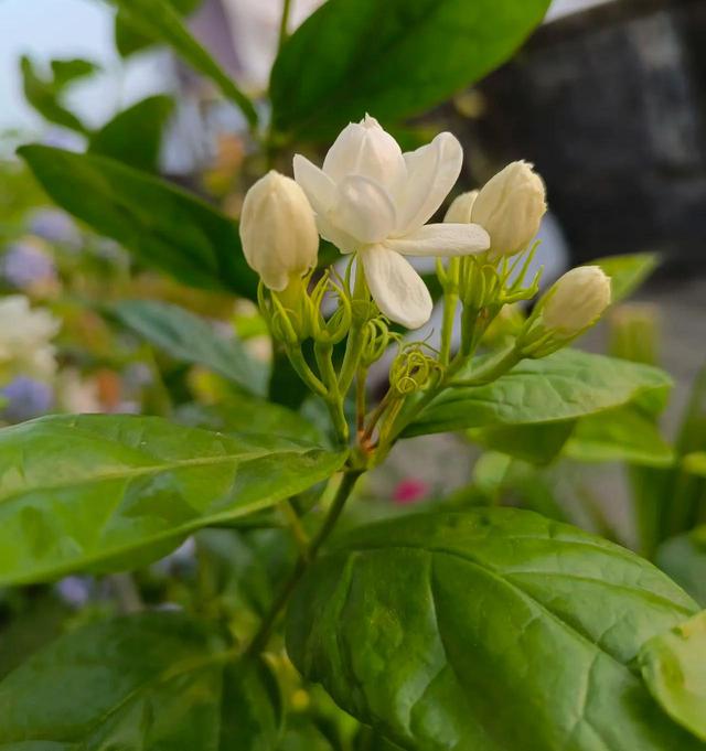 劝你别养栀子花，我入过的“坑”，你要避开，不是吓唬你