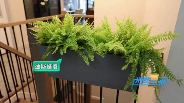 家里养花有啥讲究？这几点要注意