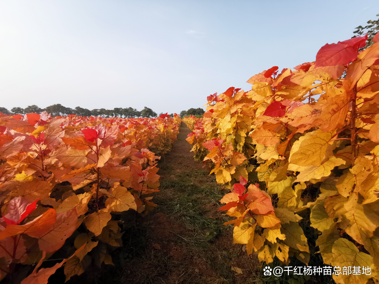 知道吗？景区、农庄、美丽乡村和园林景观绿化升级了