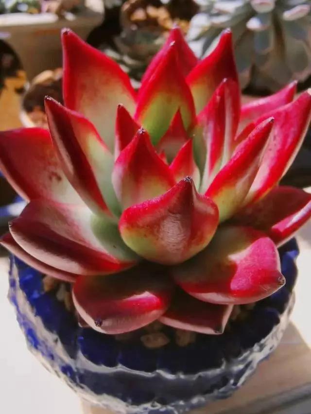 天气热，多肉怎么养？做好3步，再热也不怕，枝叶肥壮，越长越美
