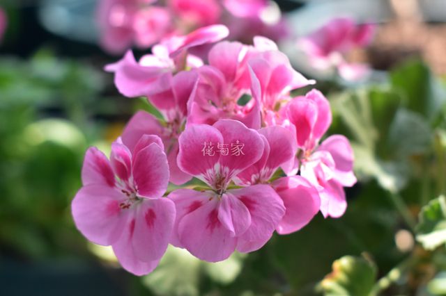 夏季高温天，8种花会“假死”，别被“表象”骗了，扔了就亏大了