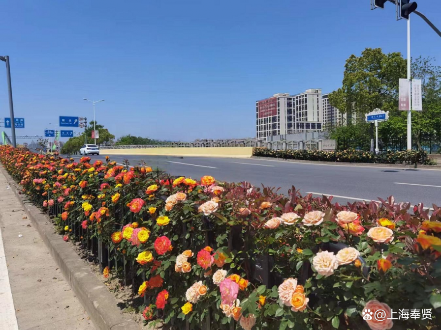 立体绿化为建筑披绿衣，让森林城市更低碳