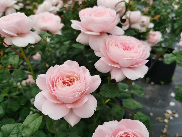 月季花界的“女神”—瑞典女王，又美又仙，四季花开，值得拥有