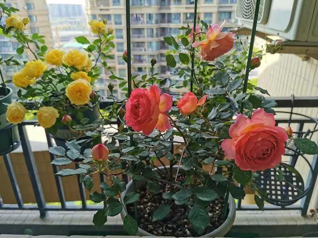 养花种草时，常出现这3种情况，说明真不适合养花，请及时止损