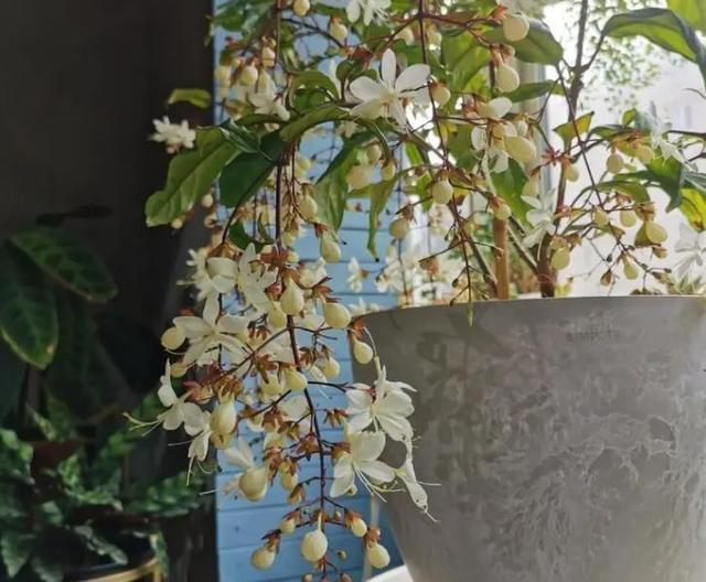 网红盆栽“垂丝茉莉”开花如飞舞，花香四溢怡人