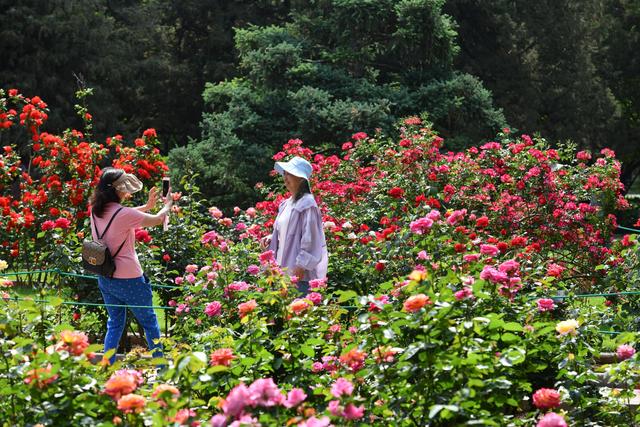 满城芬芳！八大展区绽放迎客，“月季项链”环绕京城