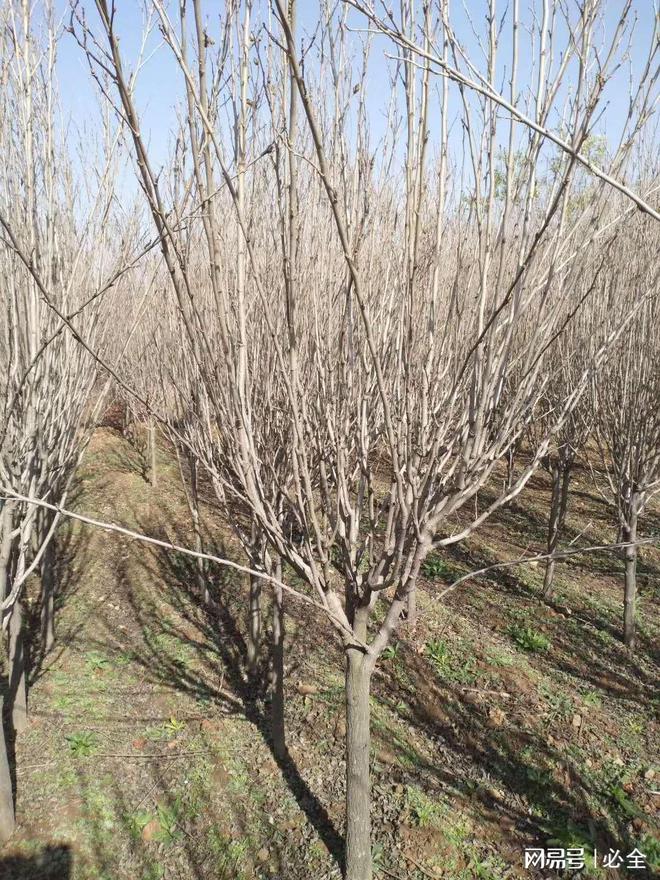河北地区适用的60种灌木品种推荐