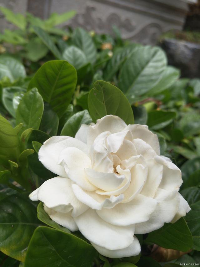 栀子花开是什么季节？你见过它的美吗