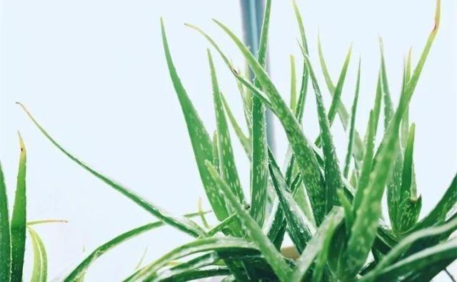 32种花养护大全，新手也能学的会，一年花开好几茬！