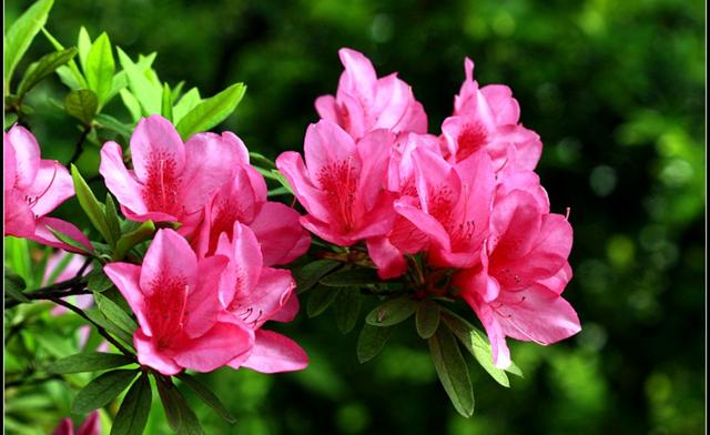 杜鹃花掉叶的原因