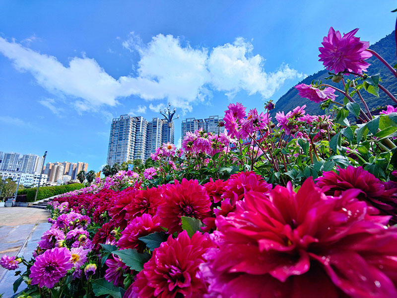 云南个旧：提升绿化品质 打造园林城市