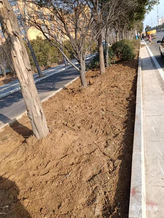 汤阴高新技术产业开发区：春季绿化 绘就“绿色”生态基底