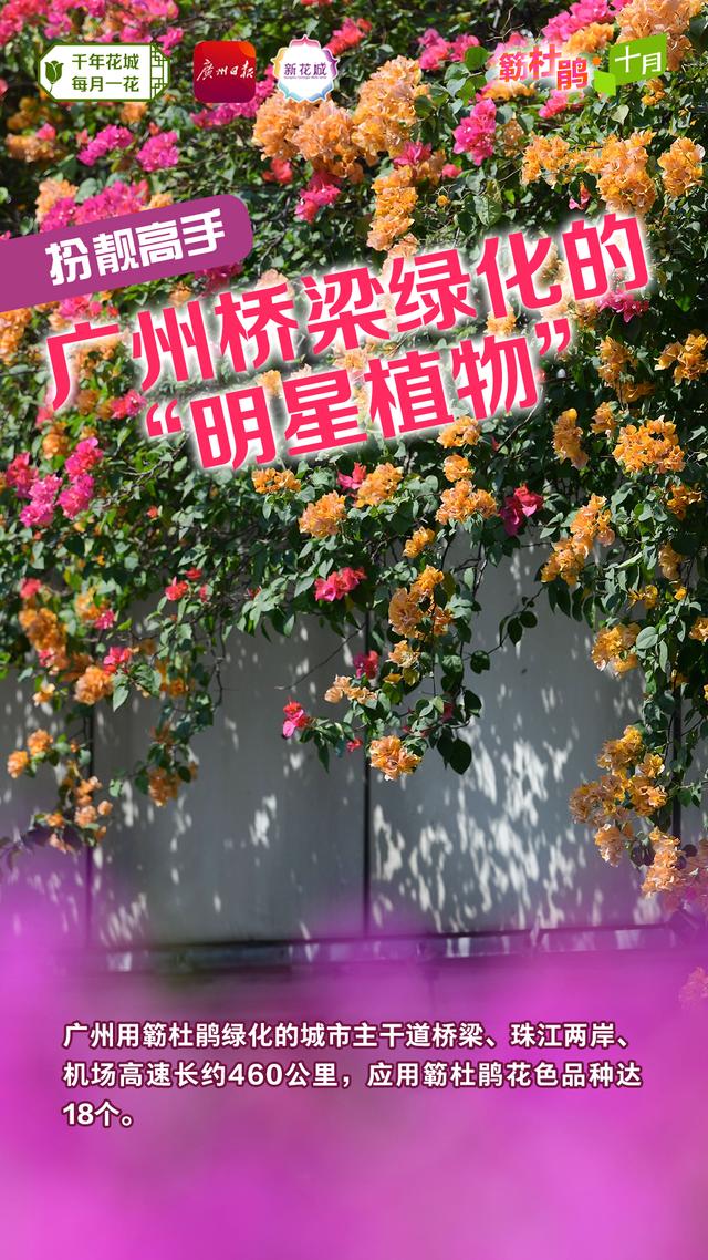 簕杜鹃，与广州“双向奔赴”的“绿化明星”