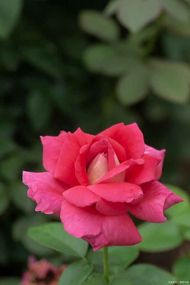 月季花坛全攻略，垂涎的不仅是邻居的花园！