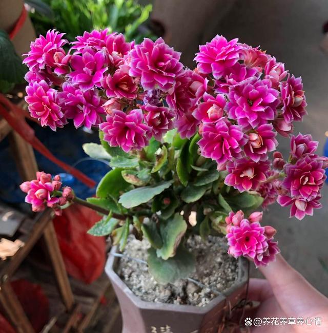 5种花，高颜值又好养，摆在家里寓意“招财纳福”，对身体也好