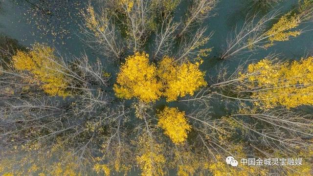 灵宝：黄河湿地风景如画