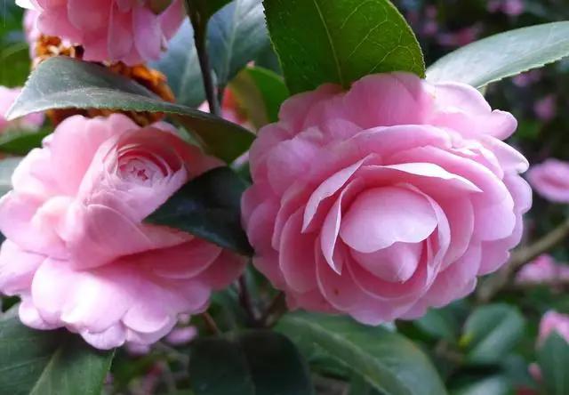 三月养茶花，记住“4不做”，叶片油亮长势好，老花匠的经验要听