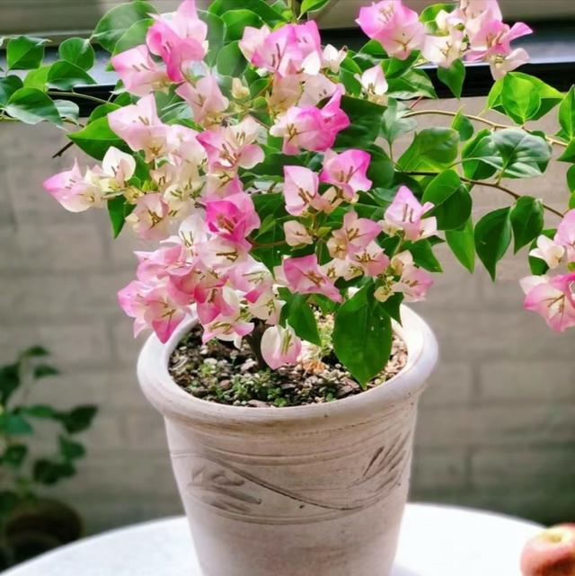 三角梅怎么催花？花后怎么修剪？花量太少要这样处理