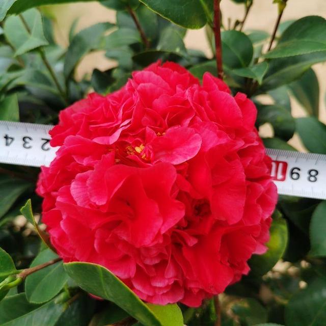 它被誉为“茶花之王”，香气馥郁，花色艳丽，花期长达小半年