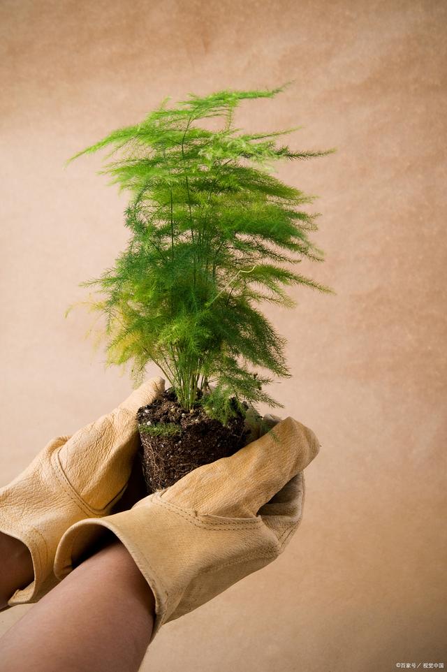 文竹盆栽应该如何施肥？