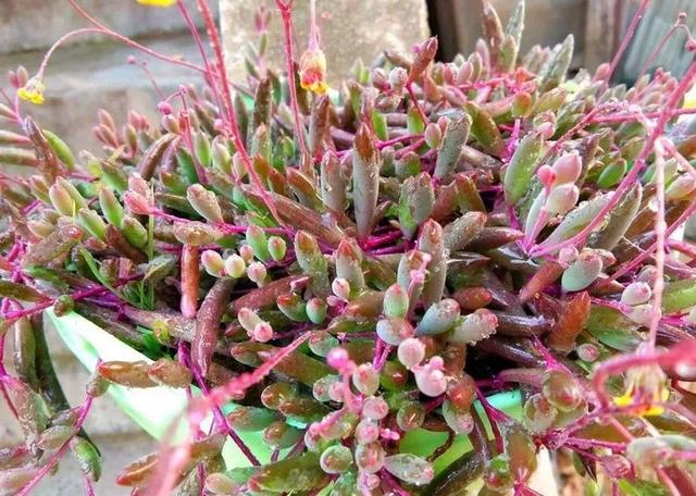 7种漂亮花，越热越“出彩”，6、7月养花首选，适合新手