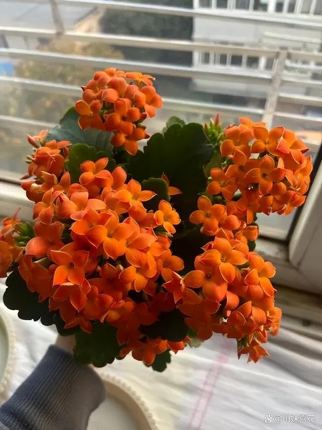 分享6种适合新手种植的漂亮花，精致好看上档次，花开一茬接一茬
