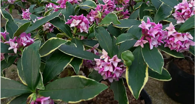 瑞香花怎么养家庭养法