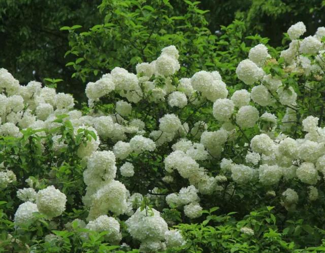 这种植物花朵叶子特像绣球花，长势好，花开似海，让人惊艳
