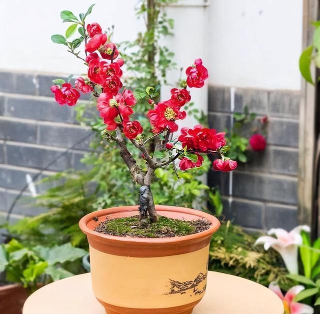 建议大家，养花就养这款海棠：我见过最美的海棠花