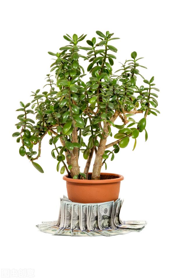 霜降后玉树“搬”还是不搬？很多花友做错了，难怪不开“富贵花”