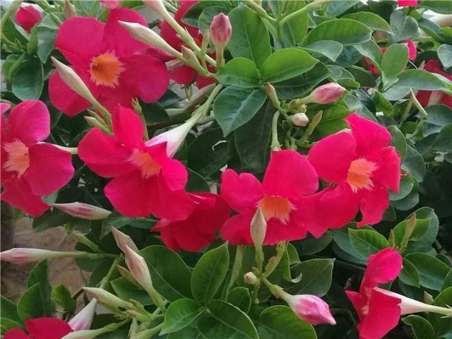 5类花已进“黑名单”，越养越“不吉利”，见到了尽量不要买