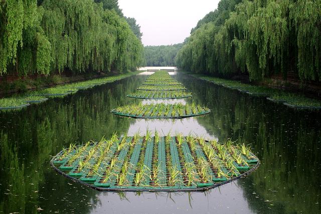 水生鸢尾种植方法及后期养护，水质净化工程，河道绿化景观