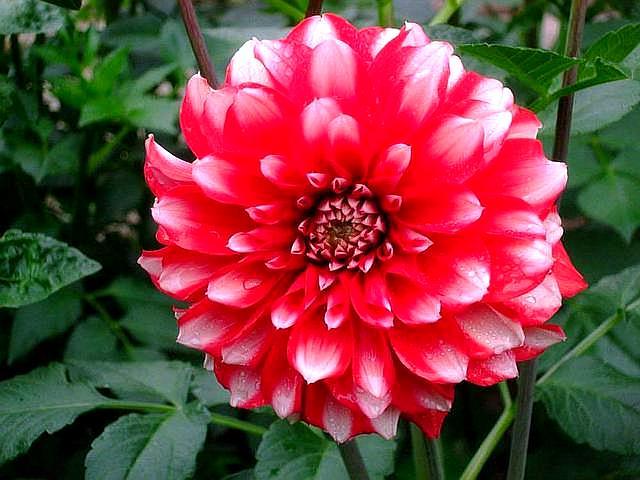 植物界的6种“花美人”，谁看了都喜欢，容易养“上瘾”