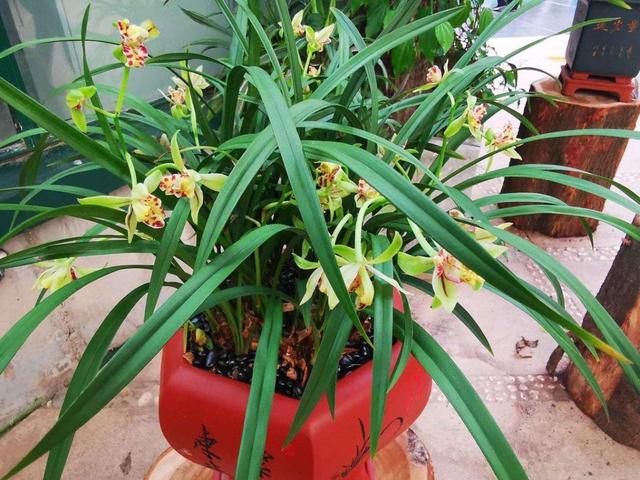 家里阳台养盆“高档”盆栽，花朵似玉狮，高雅又大气