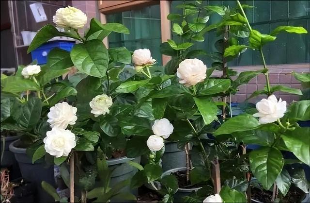 虎头茉莉，优秀的盆栽茉莉品种，花大美丽，芬芳好养，适合新手