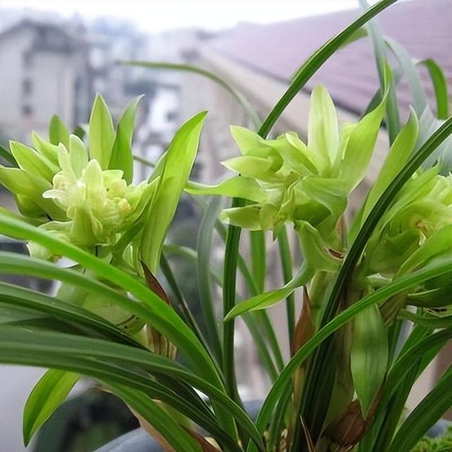 喜欢兰花的花友们，可以选择余蝴蝶兰花，香气浓烈醇正