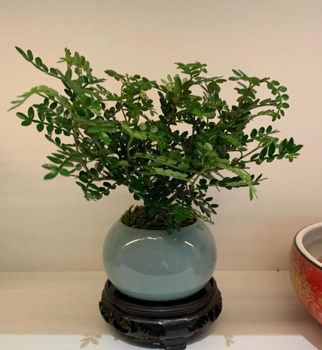 聪明人都喜欢养的5种花，能身体强壮，还越来越“富有”！