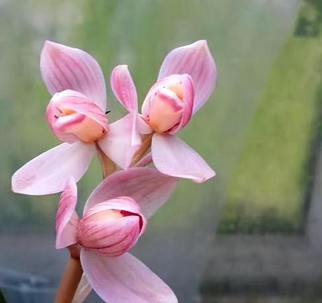 比牡丹还艳的它，花香浓郁，花期长，一起来看看