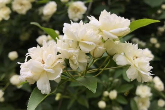 喜欢花吗？想在家里养花吗？建议种植这一种